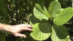 Image result for Guettarda