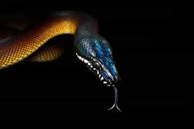 Venter yellow with 2 primary rows of black spots (there maybe a shorter, 3d midventral row in some specimens); Meet The Rainbow Serpent The White Lipped Python