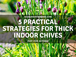 You may be frustrated because you have tried just about everything in your attempt to discover how to get rid of aphids. 5 Practical Strategies To Grow Your Chives Thick And Fast Your Indoor Herbs