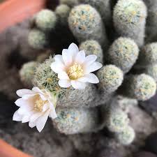 Blue can be a difficult color to find naturally occurring in flowers. Cactus Blooms Small White Flowers Anyone Know What This Cutie S Name Is Succulents