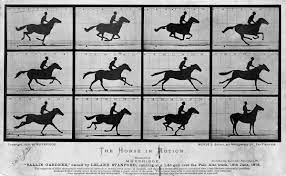 Horse Gait Wikipedia
