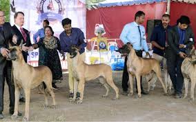 Dogs Of All Coats Flock To Ymca The Hindu Local listings for pet adoption in mumbai. dogs of all coats flock to ymca the hindu