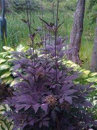 Pin By Gardening Dig It On Plants Zone 4 Shade Plants Shade Garden Plants Plants