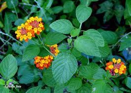 Pin Di Bunga Lantana Camara