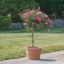 Oleander Calypso Topiary Oleander Plants Plants Trees To Plant