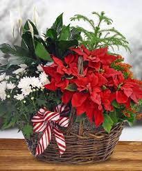 Blooming Poinsettia Basket This Cheerful Garden Basket Features A Red Poinsettia Plant Christmas Flowers Christmas Flower Arrangements Christmas Centerpieces
