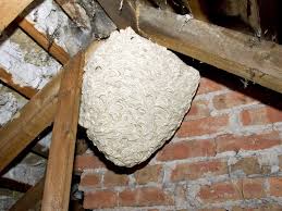 Berater In Sachen Wespen Gembm Jorg Wiggers Stadland Feuerwehr Nordenham