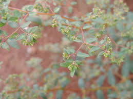 Image result for Euphorbia hyssopifolia