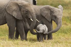 Image result for elephant