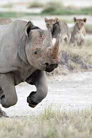 How Fast Can A Rhino Run It S The Fastest Mammal Weighing Over A Ton Big Animals Mammals Animals Wild