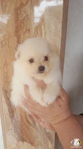 Pomeranian Boo Pomeranian Boo Kopek Kopekseverler Kopeksahiplendirme Kopekyavrusu Evcilhayvan Evcilhayvanurunler Pomeranian Boo Cute Animals Cute Dogs