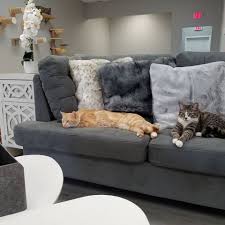 Cafe side is open to walk ins. Frisky Cat Cafe Opens In St Augustine