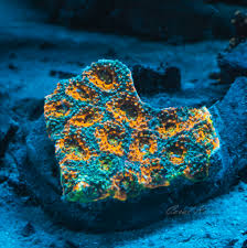 Image result for Acrachne