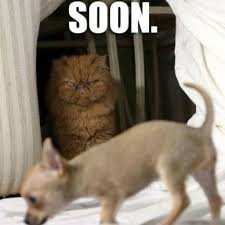 Make sure that you are sympathetic when your friend experiences the death of his or her pet. 100 Funniest Cat Memes Ever