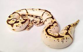 Calibee Ball Python Calico Pastel Spider Ball Python Types Of Snake Pretty Snakes