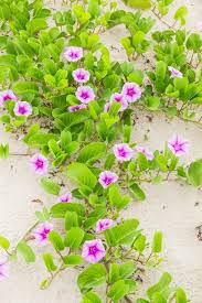 Image result for Ipomoea pes-tigridis