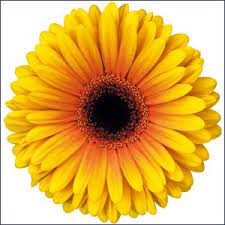Pin On Yellow Flowers