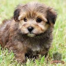 Nov 27, 2019 · morkie basics. Morkie Puppy Gumbo Omg Cuteness Morkie Puppies Cute Animals Puppies