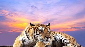 Milhares de novas imagens por dia completamente grátis para usar vídeos e imagens de alta qualidade do pexels. Desktop De Imagem De Tigre 4k Hd Papel De Parede Wallpaperbetter