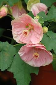 風鈴花 風鈴扶桑 abutilon hybridum flowering maple weeping maple chinese lantern chinese bellflower beautiful flowers hibiscus plants