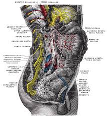 As mentioned earlier there are many organs situated in the abdomen. Neurologic Anatomy Of The Abdomen
