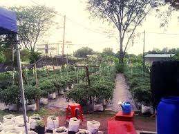 Jaring kalis serangga  jaring kalis serangga. Tanaman Fertigasi Ordinary Papa