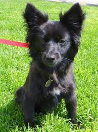 Black Chihuahua Long Coat Mix Jetty Chihuahua Love Cute Baby Animals Animals