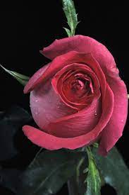 Red Rose Button By Cristobal Garciaferro Rubio On 500px Amazing Flowers Flowers Beautiful Flowers