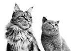 Animal Planet :: Guides :: Cat Breed Selector
