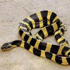 Bungarus Fasciatus Scary Snakes Beautiful Snakes Snake