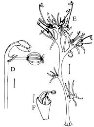 Image result for Leiothylax