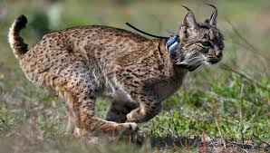 Gulf lynx (the lynx series book 5) Back From The Brink Iberian Lynx Population Rises To Over 1 000 Reuters