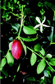 Image result for Carissa praetermissa