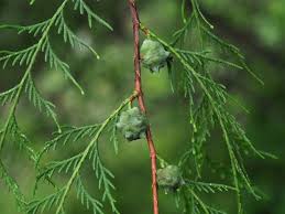 Image result for Cupressaceae