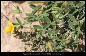 Image result for Argyrolobium rupestre