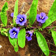 Image result for Cyanotis longifolia