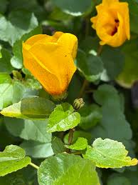 Image result for Hibiscus aponeurus