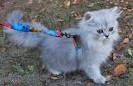 Teacup Cats, Miniature Cats and Toy Cats • Purrfect Cat Breeds