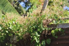 Image result for Mikania sp.