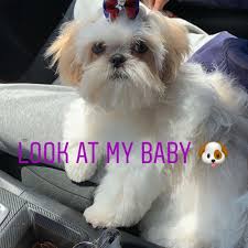 Review how much shih tzu puppies for sale sell for below. Adopt A Shih Tzu Puppy Near Philadelphia Pa Get Your Pet