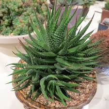 Image result for Humularia minima