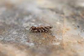 Image result for Ericinella