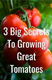 The Perfect Way To Plant Tomatoes 5 Simple Steps To Success Jardin De Tomates Cultiver Des Tomates Comment Planter Des Tomates