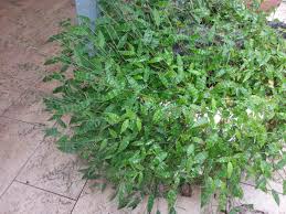 Image result for Oplismenus