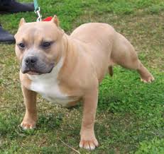 How big is a full grown american bully? Pin Auf American Bully S