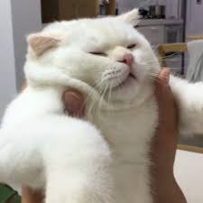 Pin Em Gorducho