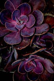 They love a sunny window sill, but also thrive under bright artificial light, making them. Purple Aubergine Cactus Succulents Purple Succulents Plants