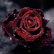 Pin On Rose Flower Wallpaper
