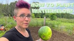 Maybe you would like to learn more about one of these? Planting Jubilee Watermelon In The Garden Youtube