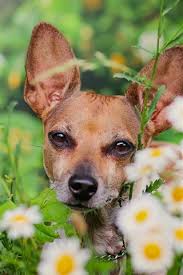 Check spelling or type a new query. Dog Daisies Flowers 750x1334 Iphone 8 7 6 6s Wallpaper Background Picture Image